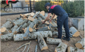 Sorpresi a tagliare alberi e rubare legno nel Parco della Sila