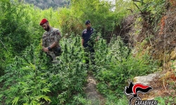 Scoperta piantagione di marijuana nel reggino, 3 arresti