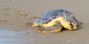 Rinvenuta tartaruga ''Caretta Caretta'' sulle rive Rossanese