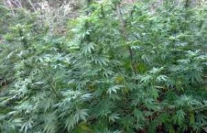 Maxipiantagione marijuana, altre due misure cautelari nel vibonese