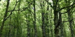 Regione stanzia oltre 23 milioni per forestazione e prevenzione incendi