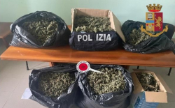 65 chili marijuana scoperti e sequestrati nel Vibonese