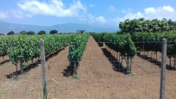 Coldiretti: Calabria vendemmia in corso di svolgimento. La seconda fotografia del vigneto Calabria