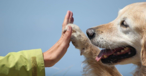 A Catanzaro la pet therapy riparte