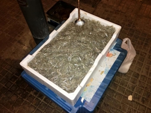 Sequestrato bianchetto nel crotonese