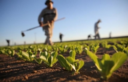 Agricoltura: deroghe e agevolazioni per sostenere le produzioni in emergenza Covid-19