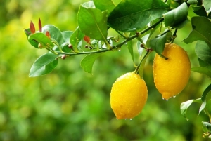 Il limone IGP e la cucina calabrese trionfano a ''Fico Eataly World''