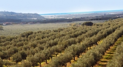 Erogati oltre 33 milioni di euro agli agricoltori calabresi