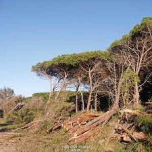 Calabria: il taglio selvaggio di alberi minaccia l'ambiente