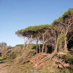 Calabria: il taglio selvaggio di alberi minaccia l'ambiente
