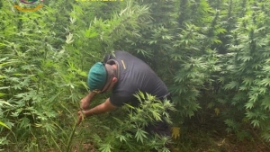 Maxi sequestro di marijuana nel Catanzarese