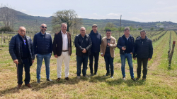 Nascono e si producono sul Pollino e in Sila i grandi vini di Magna Graecia
