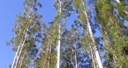 Taglio alberi eucalipto, assolti tre cariatesi accusati di furto aggravato