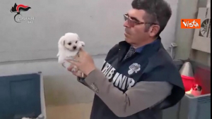 Controlli dei Nas in canili, 3 strutture sequestrate nel Reggino