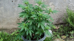 Piante di canapa tra i rovi, denunciate tre persone a Marcellinara