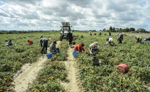 Lavoro nero in agricoltura: quattordici irregolari scoperti dall&rsquo;Inps, sospese sei aziende