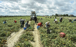 Lavoro nero in agricoltura: quattordici irregolari scoperti dall&rsquo;Inps, sospese sei aziende