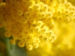 La festa della Donna