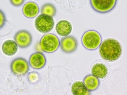 Online il report annuale Arpacal sulle microalghe potenzialmente tossiche sulle coste calabresi