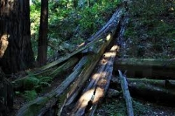 Tutela habitat, la Regione stanzia 3 mln di euro