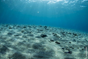 Biodiversit&agrave;: online il sito Arpacal dedicato al progetto SIC Marini Calabria