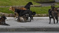 Giovane di Soverato muore sbranata da un branco di cani randagi