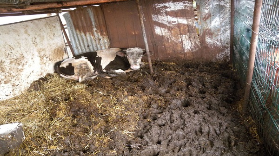 Simeri Crichi, scoperto e sequestrato un allevamento abusivo