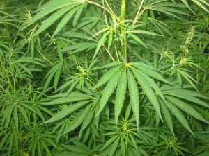 Blitz antidroga nel Reggino, sequestro di oltre 4.500 piante di cannabis