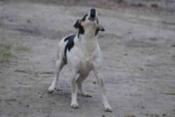 Il cane abbaia troppo: condannato il padrone