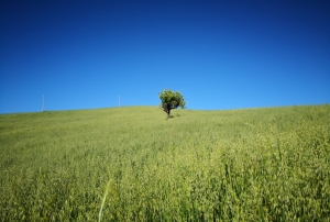 Nuova opportunit&agrave; di sostegno economico agli investimenti delle aziende agricole con il GAL Valle del Crati
