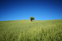 Nuova opportunit&agrave; di sostegno economico agli investimenti delle aziende agricole con il GAL Valle del Crati