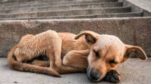 Approvato regolamento per promuovere l&rsquo;adozione di randagi a Maida