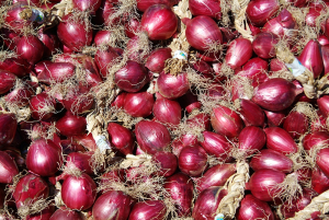 Saccomanno (Lega); Pesante disagio dei produttori della cipolla ''Rossa di Tropea''