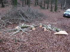 Ruba legname, arrestato giovane nel vibonese