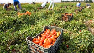 Denunce e maxi sanzioni nella Piana di Gioia Tauro