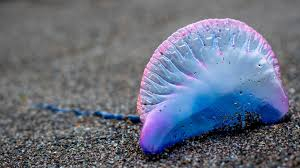 Trovato esemplare di caravella portoghese sul litorale tirrenico in Calabria