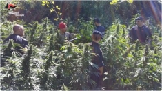 Piantagione canapa indica nella Locride