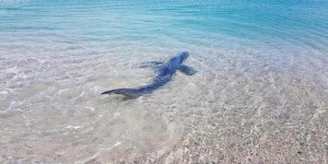 Squalo azzurro a pochi metri dalla riva di Soverato