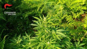 Sgominata banda che coltivava marijuana