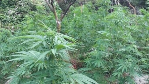 Marijuana nel centro cittadino: arrestato commerciante a Paola