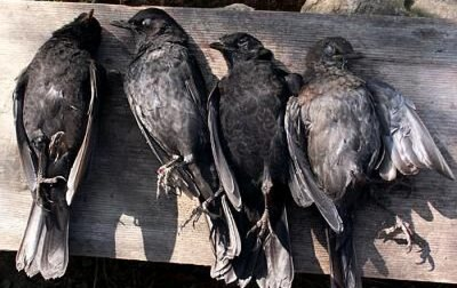 Abbattuti volatili di specie protetta, 3 denunce
