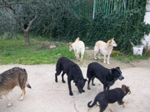 Cani feriti da fucilate nel cosentino