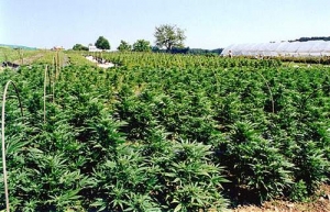 Nel reggino scoperta maxi piantagione di canapa