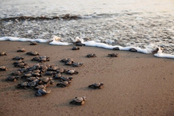 Tartarughe marine: in Calabria record di nidificazioni