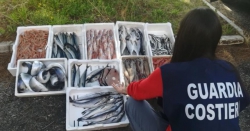 I risultati della Guardia Costiera sui controlli lungo la filiera della pesca