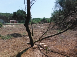 Taglio alberi per campo calcetto,denunce