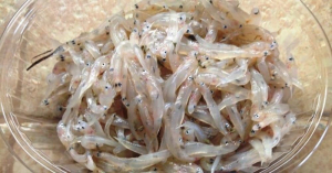 Guardia di finanza sequestra 250 chili di novellame