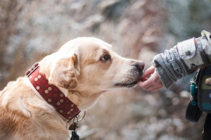 Al via in Calabria progetto Save the dogs contro randagismo