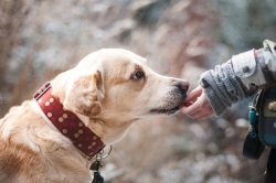 Al via in Calabria progetto Save the dogs contro randagismo
