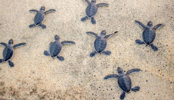 Tartarughe, nel crotonese nate 70 'caretta caretta'